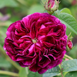 Rosa Gallica